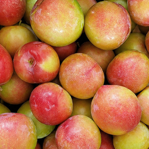 새콤달콤한 경북 대석 자두